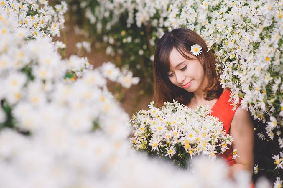 Nếu ai yêu hoa và đặc biệt là yêu vẻ đẹp dịu dàng nhưng cũng đầy mạnh mẽ của cúc họa mi, chắc chắn sẽ không thể bỏ lỡ cơ hội thưởng thức loài hoa đặc biệt này.