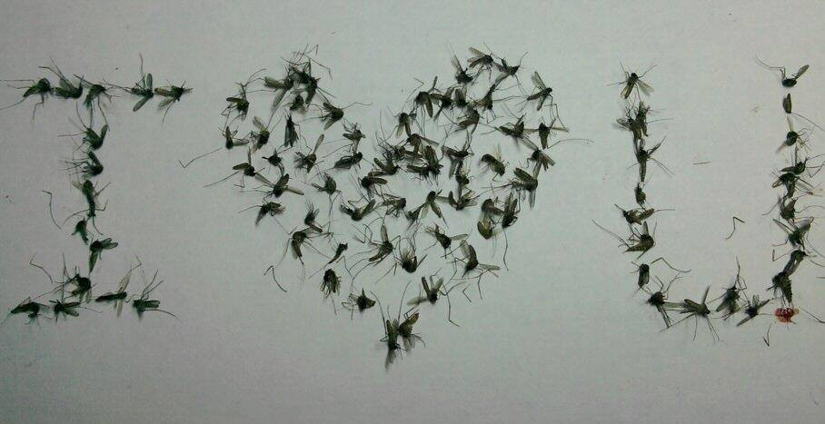 Xưa nay cứ nhắc đến muỗi và gián thì ai cũng chán ghét và nói rằng có hại, thế nhưng bạn trẻ có nickname Đoàn Khoa lại không nghĩ thế và cho rằng các con côn trùng này đáng thương và đã sưu tầm chúng trong lõi bút sau khi bị thuốc diệt muỗi tiêu diệt.