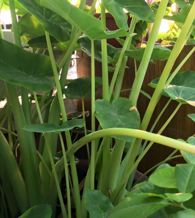 Các loại cây trồng dù gieo hạt hay giâm cành, chị Hiền cũng chọn loại giống tốt, khỏe. Riêng cây ăn quả, chị chọn những cây nhiều chồi ở vựa nhà người quen. Những dịp đi công tác nước ngoài, chị cũng mua thêm hạt giống về bổ sung cho khu vườn của mình.