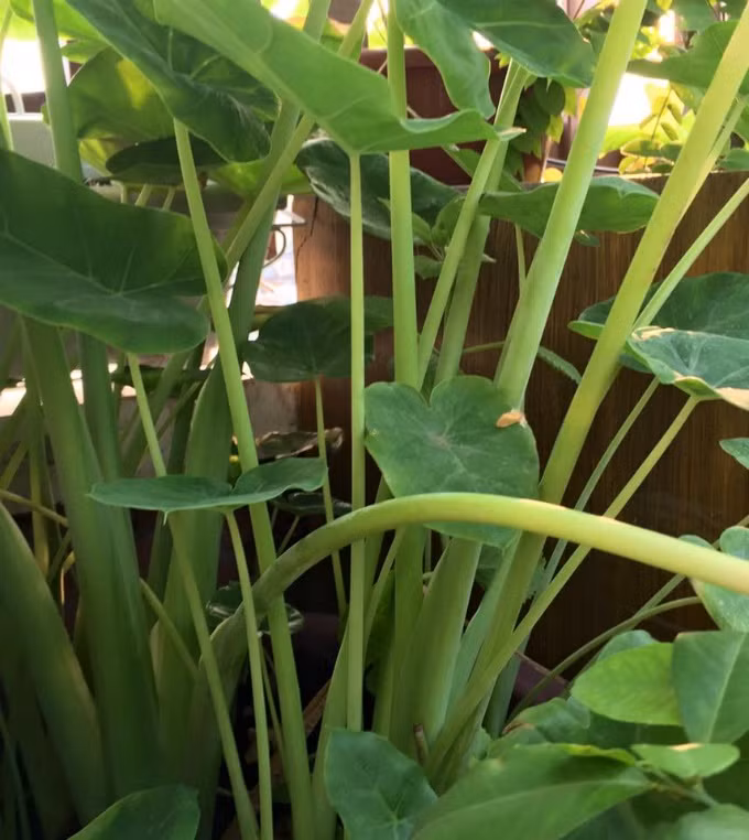 Các loại cây trồng dù gieo hạt hay giâm cành, chị Hiền cũng chọn loại giống tốt, khỏe. Riêng cây ăn quả, chị chọn những cây nhiều chồi ở vựa nhà người quen. Những dịp đi công tác nước ngoài, chị cũng mua thêm hạt giống về bổ sung cho khu vườn của mình.