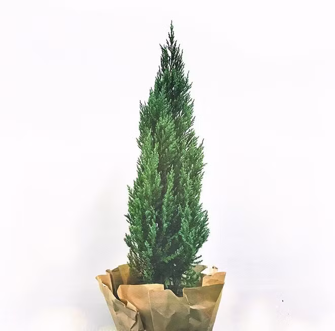 Ngoài Sơn Tùng thì họ Tùng còn rất nhiều loại khác như Tuyết Tùng, Tùng Thơm, Tiên Tùng với nhiều kích thước, kiểu dáng và giá tiền khác nhau giúp các bạn trẻ có thể tha hồ lựa chọn.