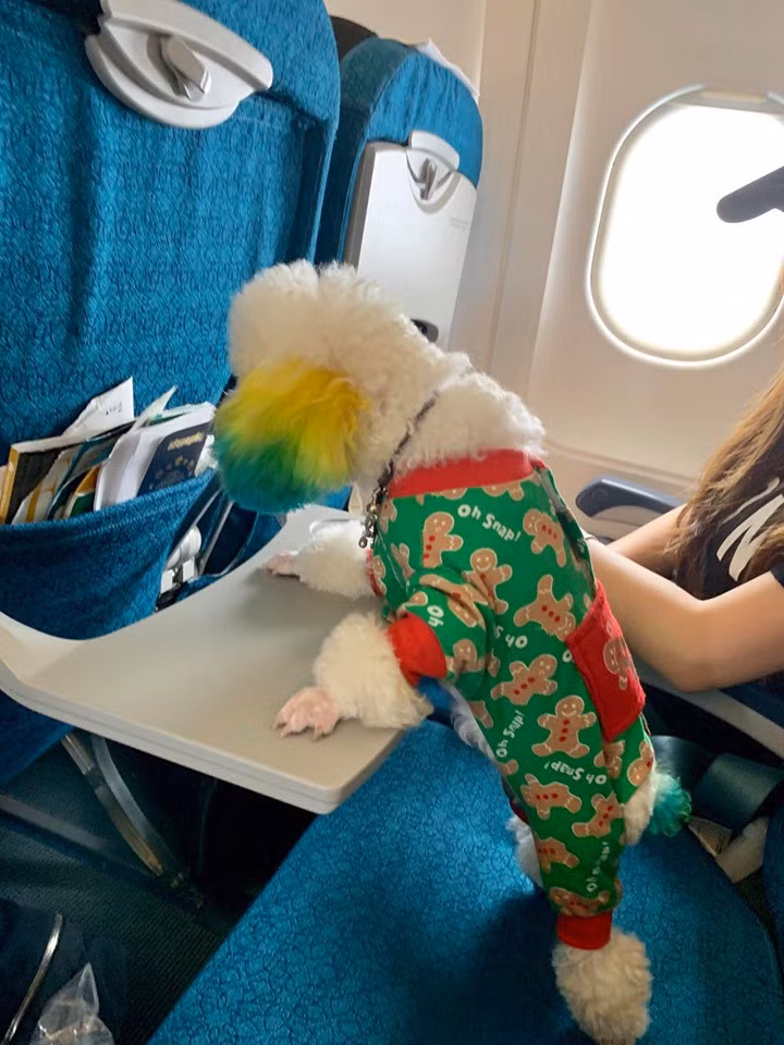 Chia sẻ về bí quyết của mình, Đỗ Vy cho biết cô nàng cho biết, muốn đưa thú cưng lên máy bay thì bạn phải làm chuẩn bị một số giấy tờ cần thiết như giấy chứng nhận kiểm dịch và passport.