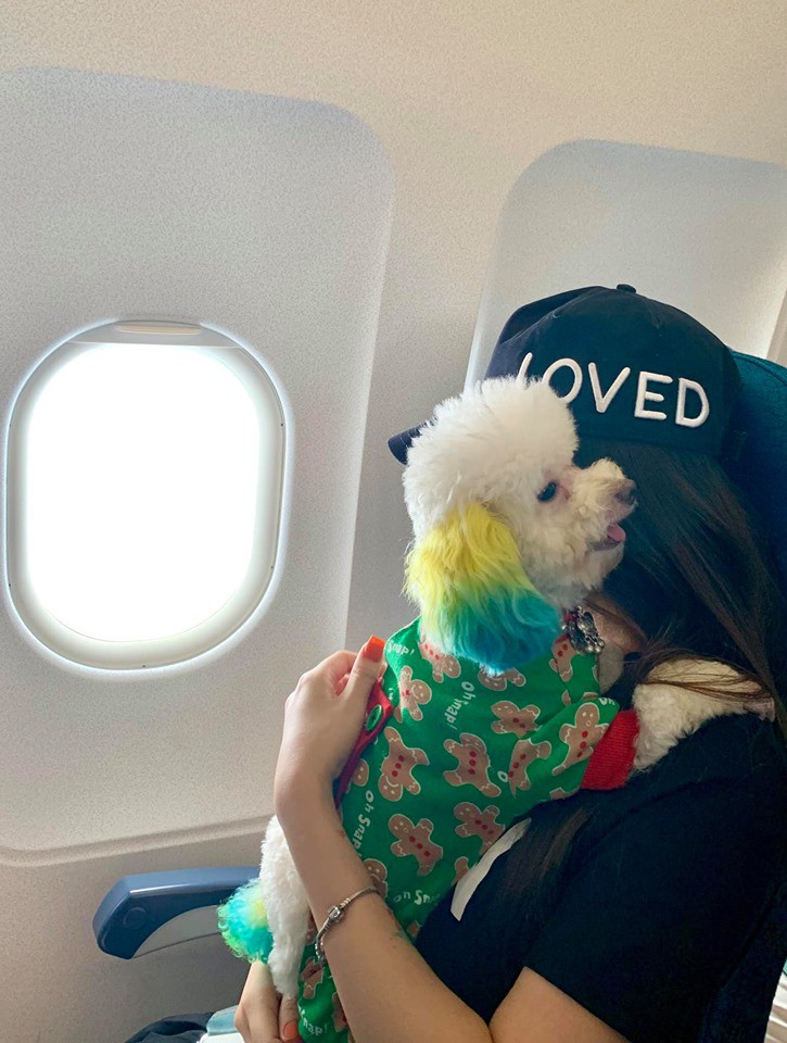 Vy chia sẻ, chỉ có hãng Vietnam Airline mới cho hành khách mang thú cưng lên cabin.