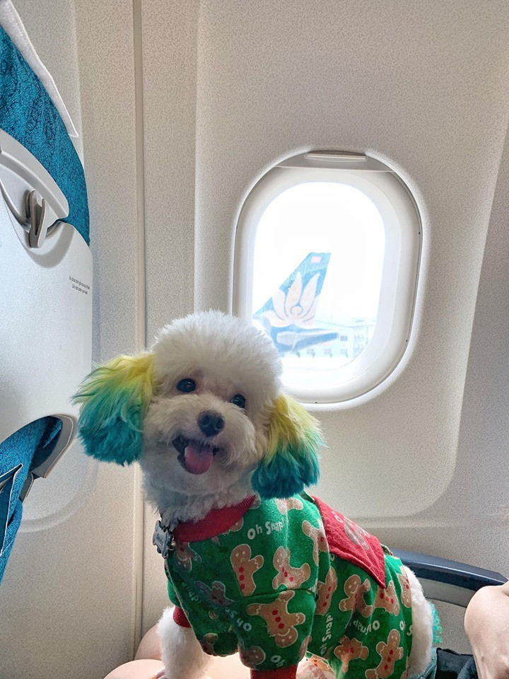 Trước ngày bay, bạn phải đem theo tất cả giấy tờ liên quan tới mình và thú cưng ra Cục Thú y để xin giấy kiểm dịch, và khi đặt chân đến nơi du lịch, bạn vẫn phải xin giấy tại nơi đó để trình khi quay về.