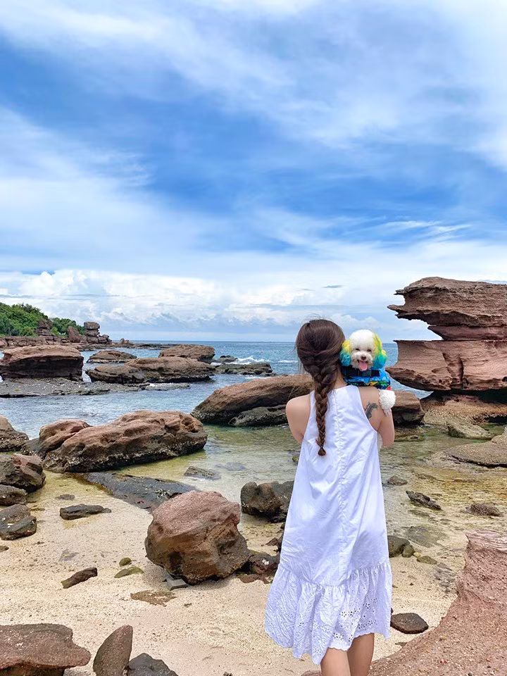 Ngoài việc khen vẻ mặt đáng yêu, hớn hở của chú chó khi được mặc đồ đẹp đi máy bay thì đa số bình luận lại hỏi cùng một chủ đề: làm cách nào để đưa được thú cưng lên máy bay?