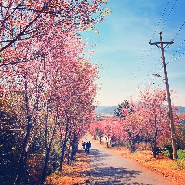 Con đường trở nên sinh động hơn khi mai anh đào vào mùa nở rộ.