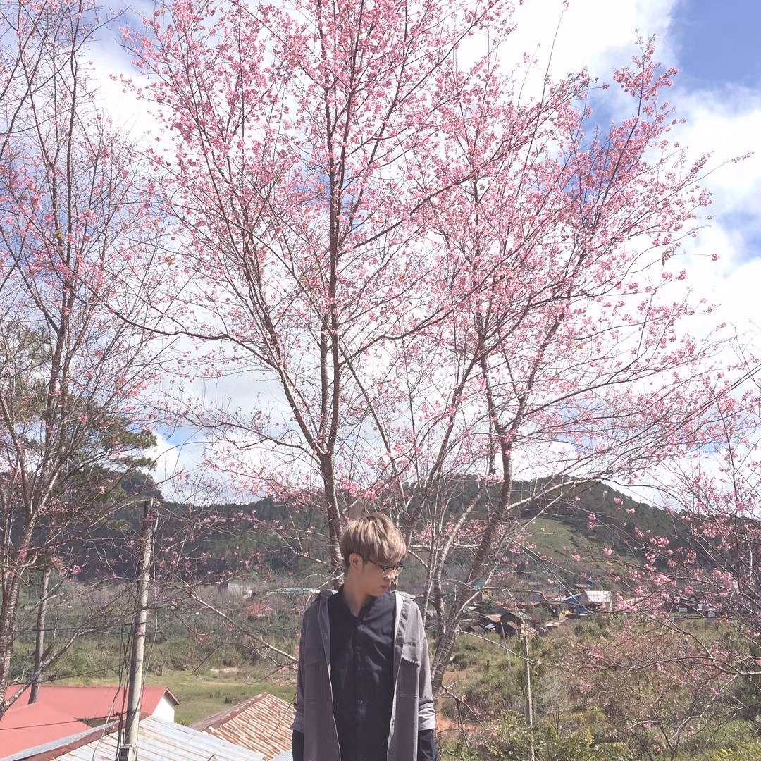 Không chỉ thu hút sự tò mò của các bạn trẻ, mùa anh đào nở tại Đà Lạt còn là địa điểm lý tưởng để nhiều cặp đôi tới đây và lưu lại những khoảnh khắc cực đẹp của mình dưới bóng cây anh đào. Ảnh: Vietvo