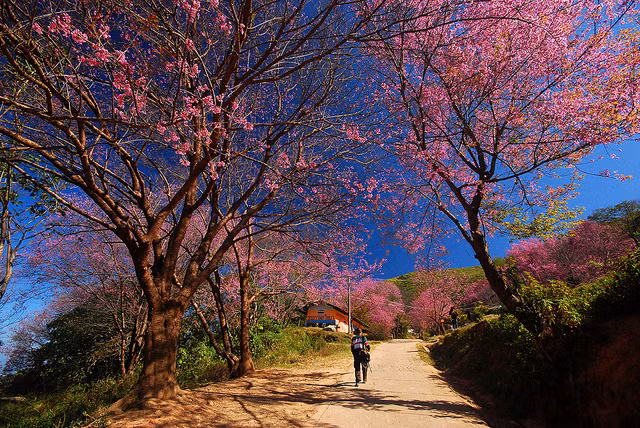 Cùng ngắm khung cảnh cực lãng mạn của Đà Lạt mộng mơ khoác lên mình màu áo hồng quyến rũ. Ảnhueih.phan.