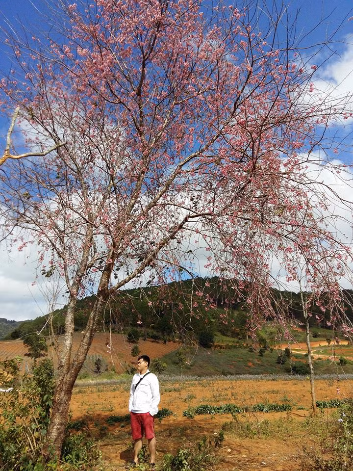 Theo nhiều nhận xét của các bạn trẻ mê "xê dịch" hoa anh tại đào Đà Lạt có nguồn gốc rất đặc biệt, thân cây thì giống cây đào, cây mận ở miền Bắc nhưng hoa thì lại có năm cánh giống hoa mai. Ảnh: tqhb96