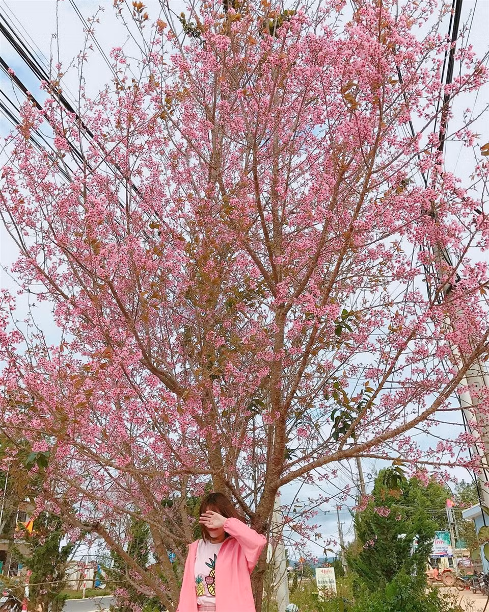 Với sắc hồng phớt cực đẹp, hoa anh đào Đà Lạt đã thu hút rất nhiều bạn trẻ tìm đến địa điểm du lịch nổi tiếng đẹp quanh năm này để lưu lại những bức ảnh check-in của mình. Ảnh: suatuoi_0703