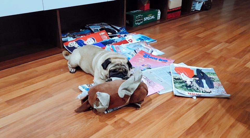 Ngay sau khi thấy những hình ảnh trên dân mạng vừa thương chủ xe vừa buồn cười bởi "nhóm phạm tội" đưa ra vẻ mặt đáng thương. Đặc biệt, rất nhiều cư dân mạng chỉ ra cách để khổ chủ trừng trị những chú chó trên.