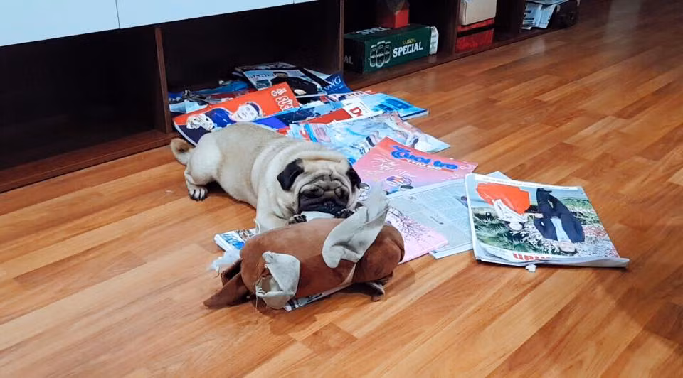 Ngay sau khi thấy những hình ảnh trên dân mạng vừa thương chủ xe vừa buồn cười bởi "nhóm phạm tội" đưa ra vẻ mặt đáng thương. Đặc biệt, rất nhiều cư dân mạng chỉ ra cách để khổ chủ trừng trị những chú chó trên.