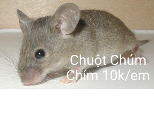 Chuột chúm chím sẽ mang đến sự đáng yêu và gần gũi cũng nằm trong trào lưu kinh doanh "thú cưng" kinh dị của cư dân mạng.