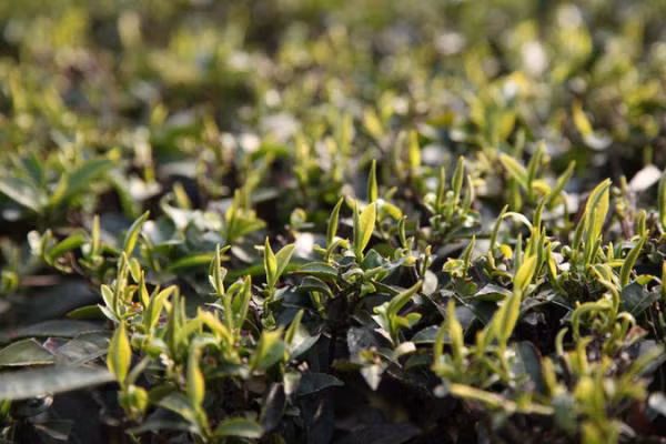 Từ khi dọn lên núi, đôi vợ chồng trẻ hạnh phúc bắt đầu khai hoang, trồng trọt, hưởng thụ cuộc sống bình dị, gần gũi với thiên nhiên.