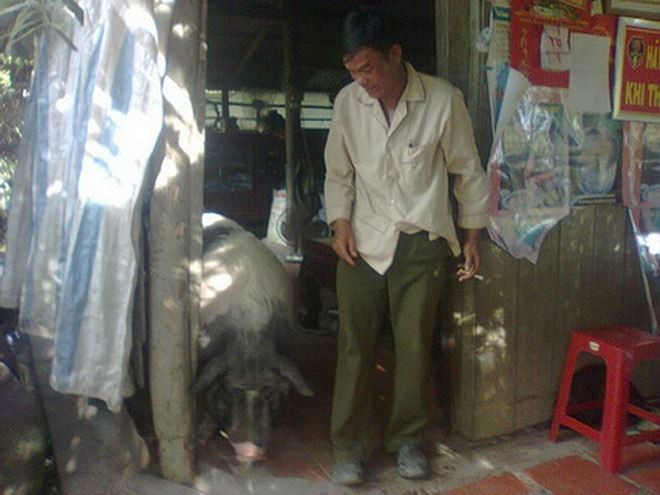 Ông Mạo và chú heo tinh khôn