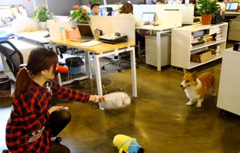 Hình thức này được một nhóm bạn trẻ tại công ty phát triển kinh doanh tại Thượng Hải - Trung Quốc nghĩ ra và sau đó đã được lãnh đạo của cơ quan này duyệt thông qua.