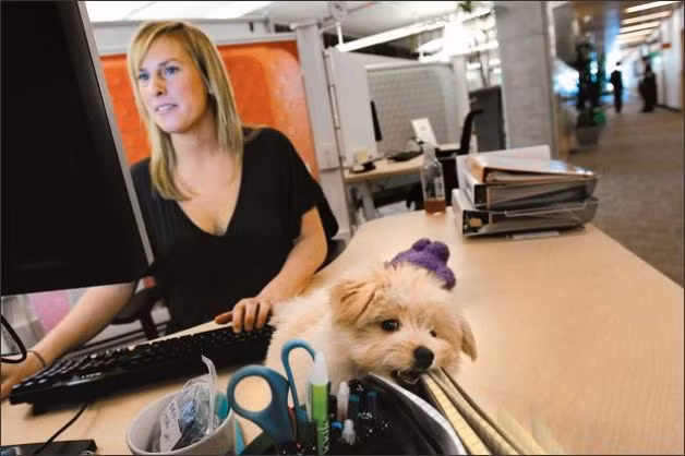 Tuy nhiên, ý tưởng cho phép thú cưng đến nơi làm việc không phải xuất hiện lần đầu tiên ở Trung Quốc. Nó đã từng được đưa ra ở công ty Ferray Corporation của Nhật Bản và cũng đem lại hiệu quả bất ngờ đối với hiệu suất kinh doanh của công ty cũng như cải thiện đời sống tinh thần cho các nhân viên.