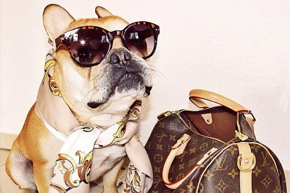 Túi hàng hiệu, khăn đẳng cấp đã làm nên những chú chó trong hội rich dog.
