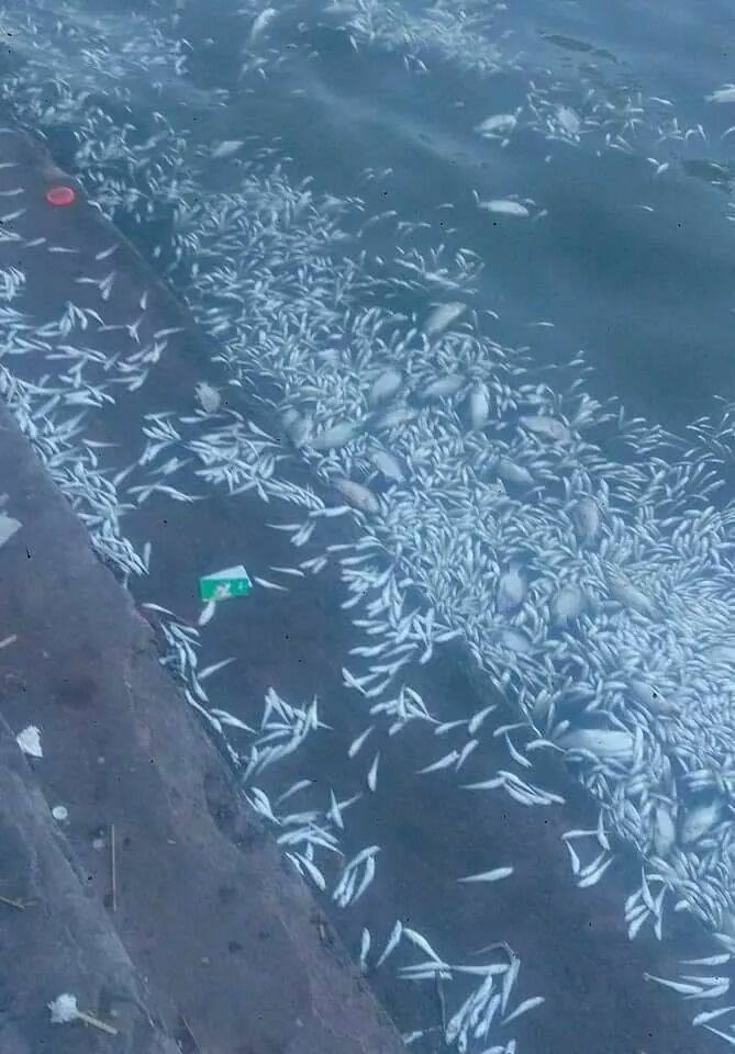 Theo ghi nhận của một số dân mạng sinh sống tại khu vực gần nơi cá chết hàng loạt, có khoảng 500 công nhân của 10 xí nghiệp thuộc Công ty thoát nước Hà Nội được huy động cùng các phương tiện để vớt xác cá ngay trong đêm.