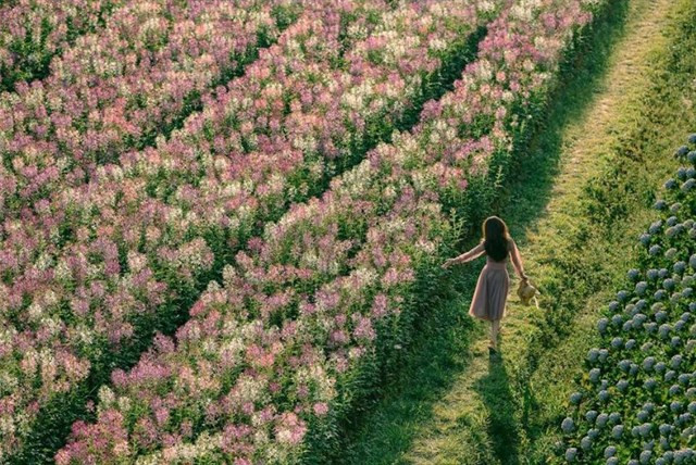 Ở quán cafe F cánh đồng hoa có 2 không gian, bạn có thể tham quan đó chính là khu uống cà phê ngắm hoa, là 1 quán cà phê take away bình thường hoặc bạn đi xuống cánh đồng hoa thì mua vé 30.000 đồng 1 người lớn.