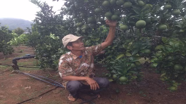 Ne phuc: “Di tu vi cay ca phe”, ra tu thanh ty phu nho cam long vang