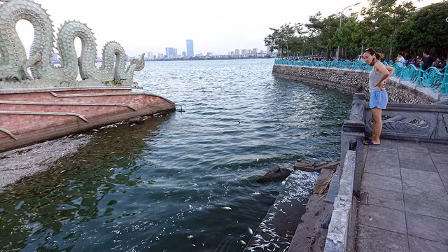 Theo nhận xét của một số dân mạng, cá Hồ Tây chết hàng loạt không phải là lần đầu. Trước đó, trong năm 2017, đã có thời gian những con cá tại khu vực hồ này cũng đã chết với số lượng lớn và trôi dạt về góc hồ phía công viên nước.