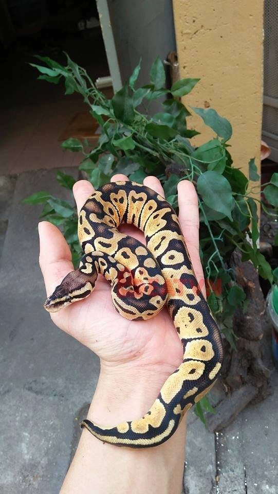 Khi được hỏi thú vui đặc biệt này tốn kém ra sao, Kiên cho hay giá mua những loài này không đắt, vào khoảng 3 -5 triệu và cậu có thể tự xoay sở tài chính để thỏa mãn sở thích của mình.