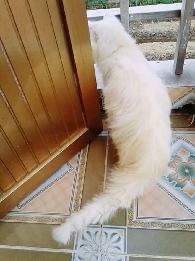 Chiếc đuôi bồng bềnh ngày nào giờ còn đâu.