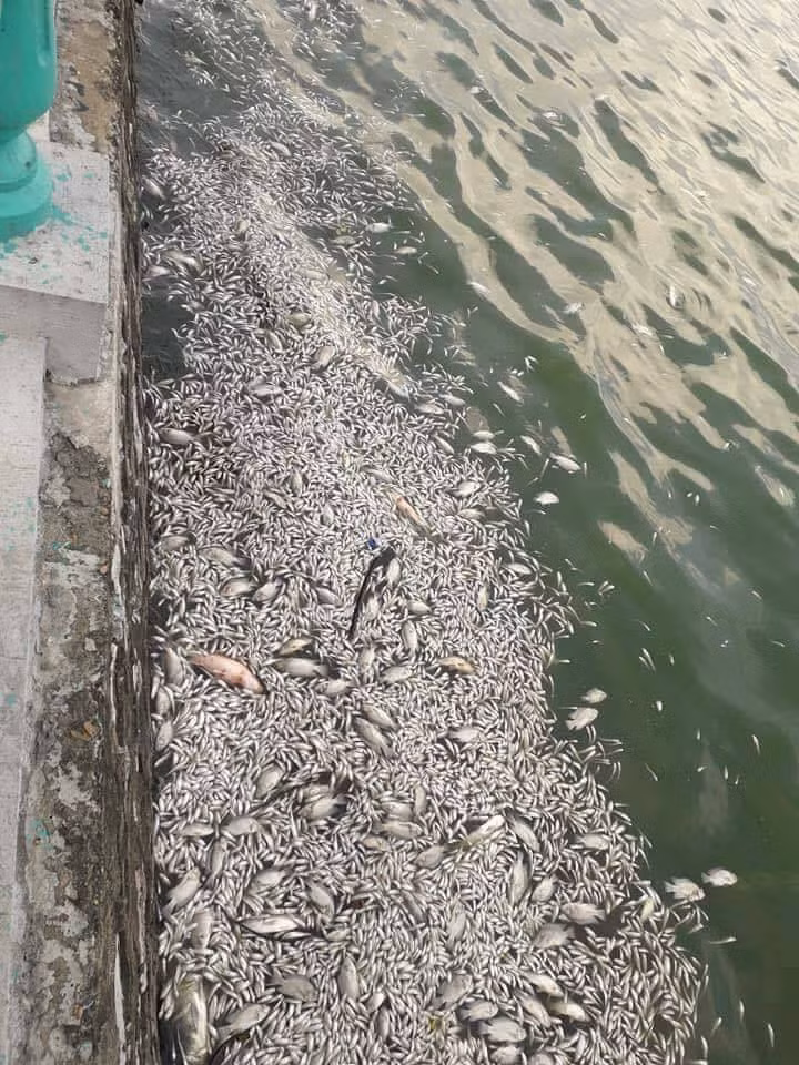 Còn theo nickname Hà Oanh chia sẻ: " Không chỉ có cá nhỏ chết đâu mọi người ạ. Có cả những con có trọng lượng từ 1-1,5 kg/con. Đi qua phải bịt khẩu trang chứ tanh lắm không chịu nổi".