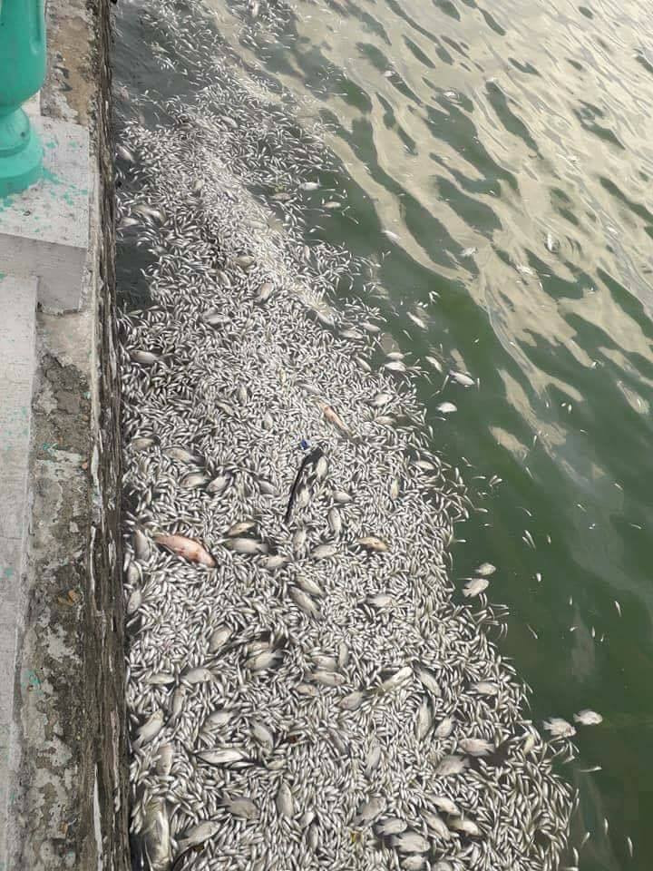 Còn theo nickname Hà Oanh chia sẻ: " Không chỉ có cá nhỏ chết đâu mọi người ạ. Có cả những con có trọng lượng từ 1-1,5 kg/con. Đi qua phải bịt khẩu trang chứ tanh lắm không chịu nổi".