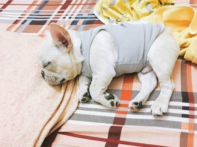 Kể cả lúc Merci ngủ "con sen" Tiến Dũng cũng không tha.