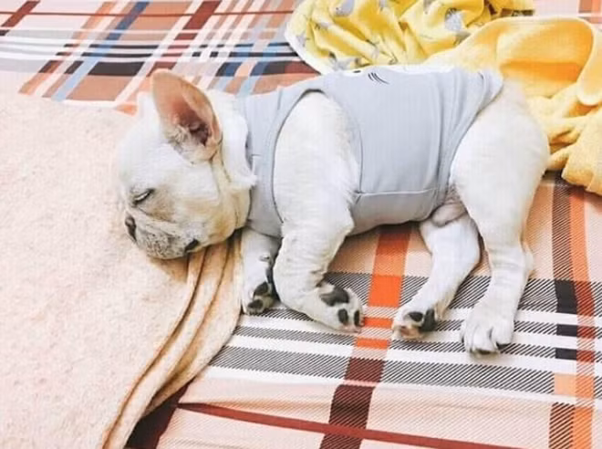 Kể cả lúc Merci ngủ "con sen" Tiến Dũng cũng không tha.