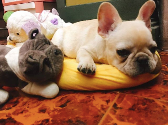 Nhiều bạn bè của Tiến Dũng còn tếu táo gọi anh chàng này là "Con sen" của Merci bởi quá cưng chiều chú chó này.