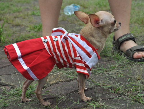 Thời gian gần đây, các bạn trẻ rất chịu khó sắm sửa những bộ "cánh" hết sức thời trang cho những vật nuôi của mình.