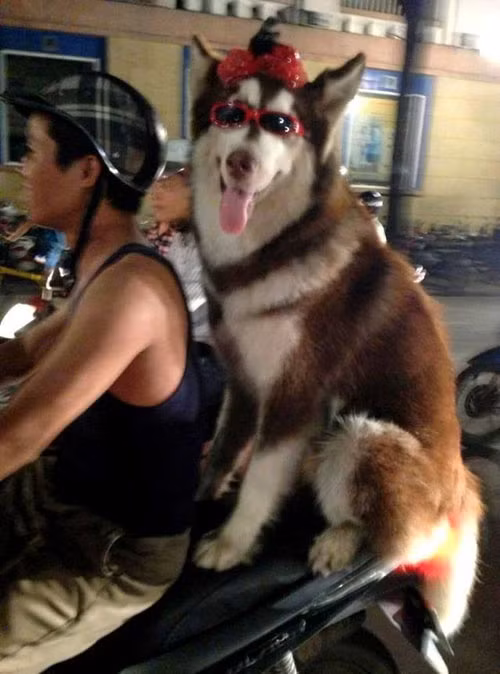 Có người nhanh tay, nhanh mắt ghi lại hình ảnh khoe lên trên trang cá nhân và chúng được lan truyền nhanh một cách chóng mặt.