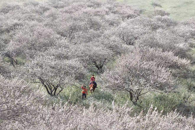 Những chiếc váy mùa Xuân của người Mông dường như sặc sỡ hơn, tiếng hát, tiếng khèn và điệu nhảy tràn đầy sức sống trên nền trời Mộc Châu ngập tràn màu trắng hoa mơ khiến trái tim người lữ khách phương xa tới mà không muốn về. Ảnh trong bài: Facebook Check in Vietnam/ Du lịch Mộc Châu.