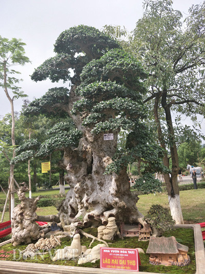 Anh Hòa cho biết, gia đình anh đã rất may mắn khi mua lại được cây duối kiểng trên của một chủ cây ở trong tỉnh và đến giờ sau hơn 20 năm chăm sóc, tạo tán, cây duối đã có dáng thế đẹp như ý muốn. "Từ khi mua về cây duối đã có dáng thế nhưng do cây đã rất già nên tôi đã phải chăm sóc rất vất vả và cẩn thận thì cây mới sống cho tán lá xanh tốt như hiện giờ", anh Hòa nói.