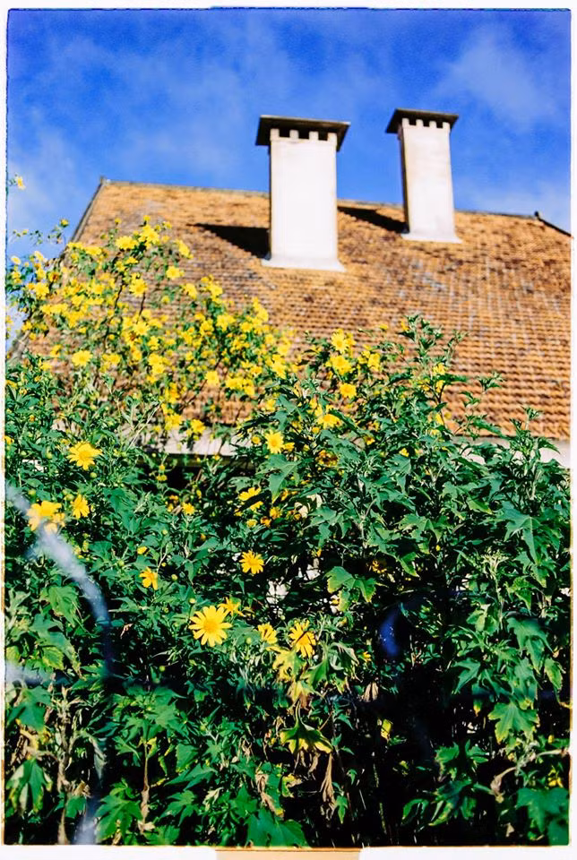 Với những bạn ở miền Bắc, cũng có một địa điểm ngắm hoa dã quỳ cũng rất đẹp đó là tại Ba Vì.