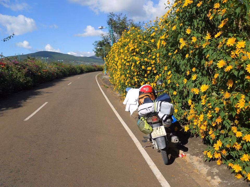 Đường lên Đà Lạt mùa này, hai bên đường những rặng hoa dã quỳ nở rộ tạo thành bức tường màu sắc khiến nhiều người bị hút hồn.