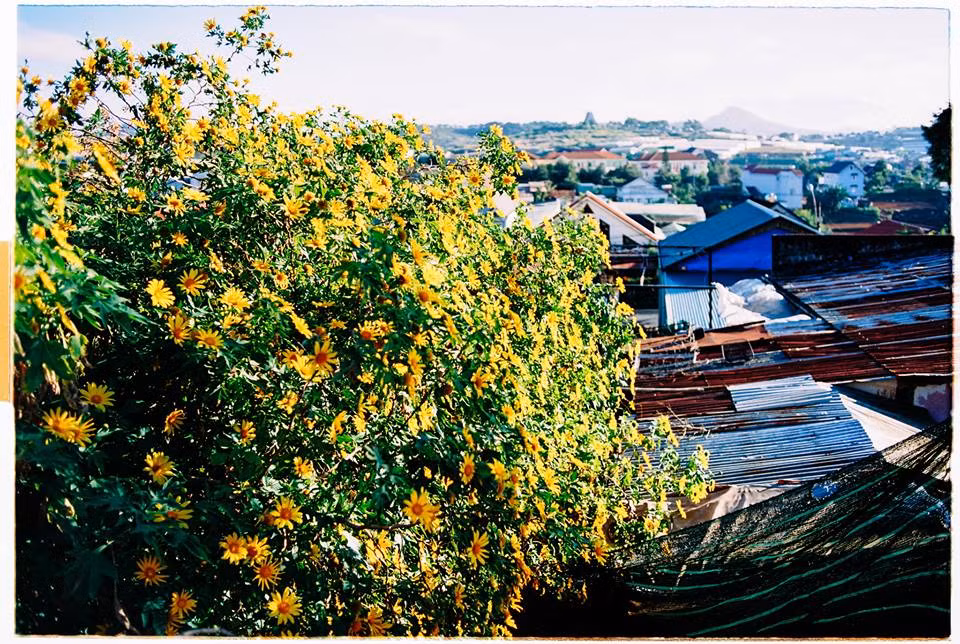 Phương tiện được các dân phượt thường lựa chọn nhiều nhất để đi săn hoa dã quỳ đó là xe máy. Với loại phương tiện di chuyển này, các bạn có thể chủ động dừng lại để chụp ảnh và săn vẻ đẹp của loài hoa "báo đông" này.