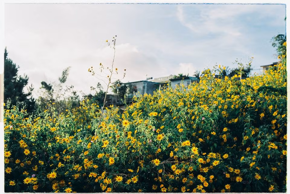 Đây cũng là thời điểm mà nhiều dân phượt, yêu vẻ đẹp mong manh của hoa dã quỳ hò nhau lên xe, xách máy ảnh để đi săn loài hoa "báo đông" này.