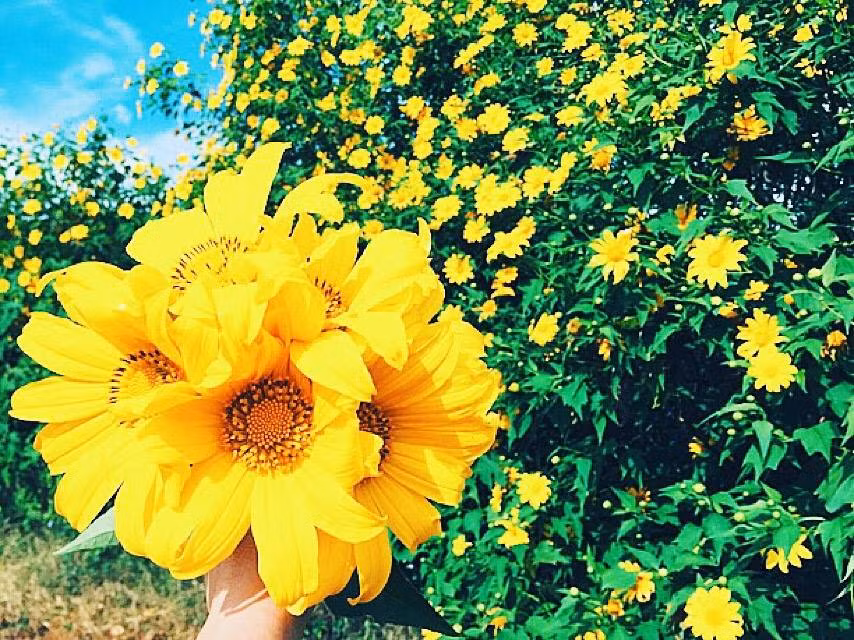 Từng bụi hoa dã quỳ làm nhiều người nhớ đến bộ phim "Tôi thấy hoa vàng trên cỏ xanh".