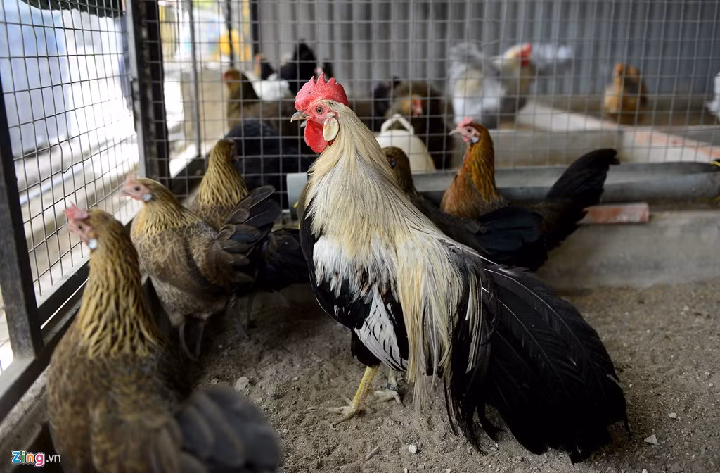 "Kinh nghiệm khi nuôi giống gà này là phải xác định được mục đích để làm kiểng hay nhân giống. Nếu nhân giống thì phải cắt bỏ bộ đuôi dài, để chúng dễ dàng di chuyển cũng như phối giống", anh Hồng cho biết thêm.