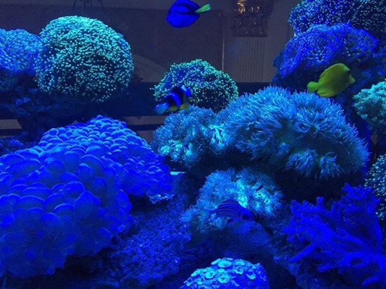 Trong nhà còn có bể cá đẹp lung linh như đại dương thu nhỏ.