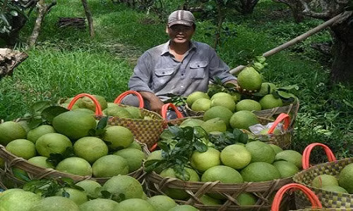 Thuong lai Trung Quoc yeu cau mua buoi kieu la doi