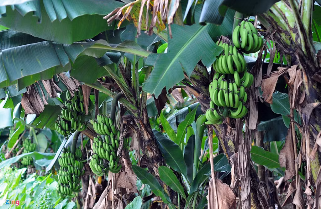 "Nhiều gia đình phối hợp với các doanh nghiệp trong và ngoài tỉnh để chế biến sản phẩm, nâng cao giá trị nông sản và tạo đầu ra ổn định. Địa phương có hàng chục vựa thu mua nên không áp lực về tiêu thụ", chủ tịch xã Quang Trung nói.