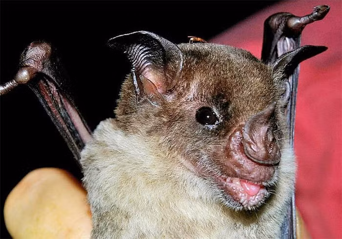 "Sốc" sinh vật tuyệt chủng vẫn sống khỏe ở “Thành phố của Thần Khỉ”