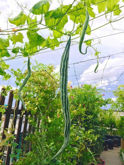 Với những chỗ trồng tập trung, chị làm hệ thống tưới tự động. Ngoài ra, chị còn lắp đặt hệ thống phun sương cho những ngày nắng nóng.