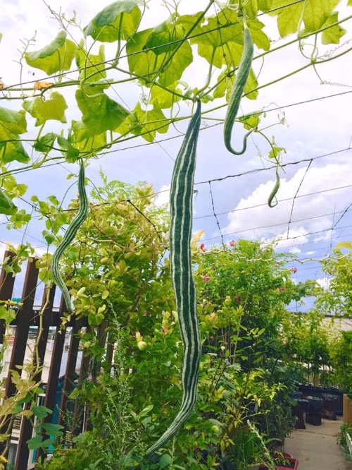 Với những chỗ trồng tập trung, chị làm hệ thống tưới tự động. Ngoài ra, chị còn lắp đặt hệ thống phun sương cho những ngày nắng nóng.