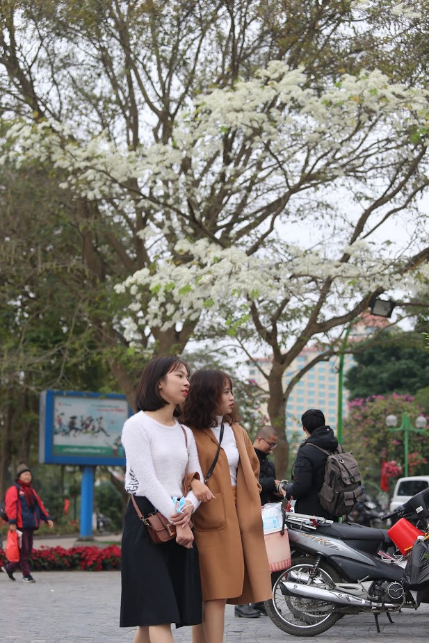 Để chụp được ảnh hoa sưa người chụp phải thật khéo léo mới có thể lấy được trọn vẹn cả cây sưa vào trong ảnh.